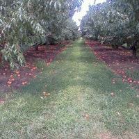 Apple Orchards